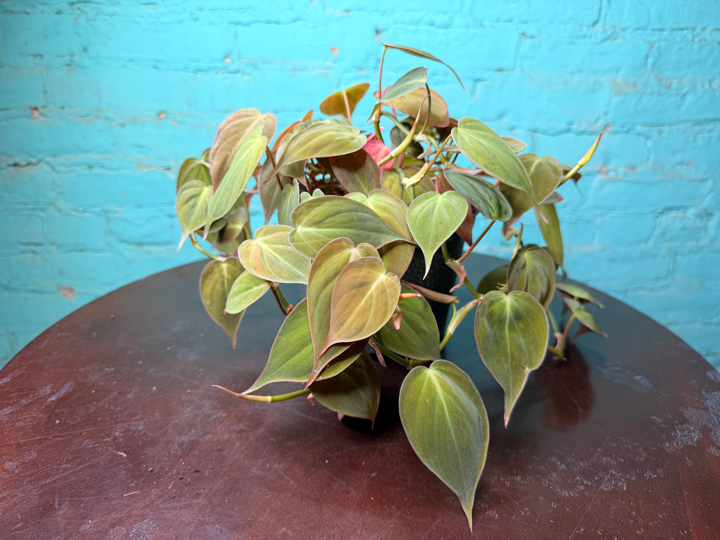Philodendron Mican 6”