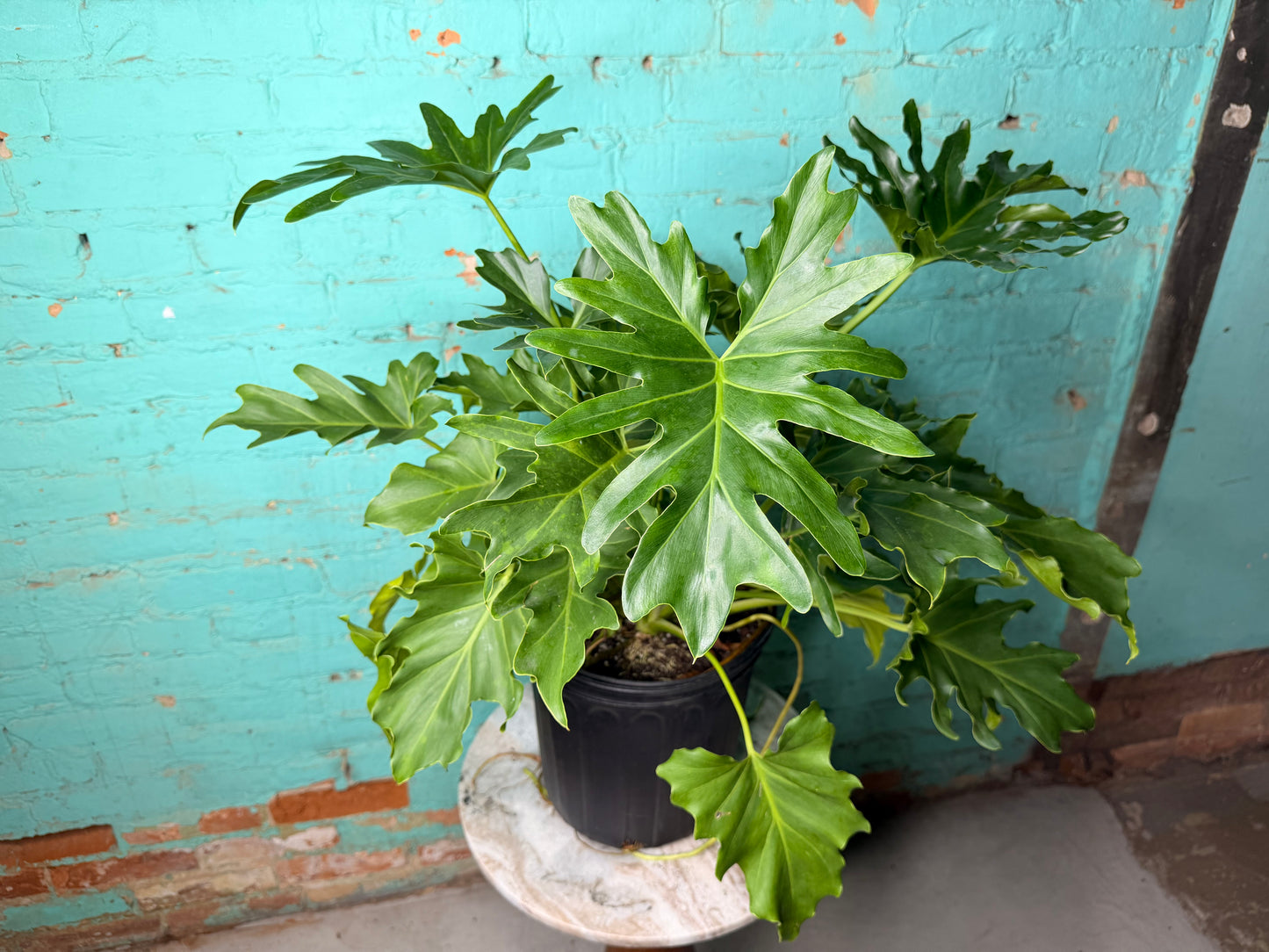 Philodendron Selloum -Hope 10”