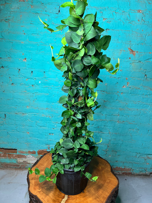 Philodendron Rhaphidophora korthalsii