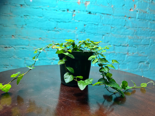 Creeping fig 4”