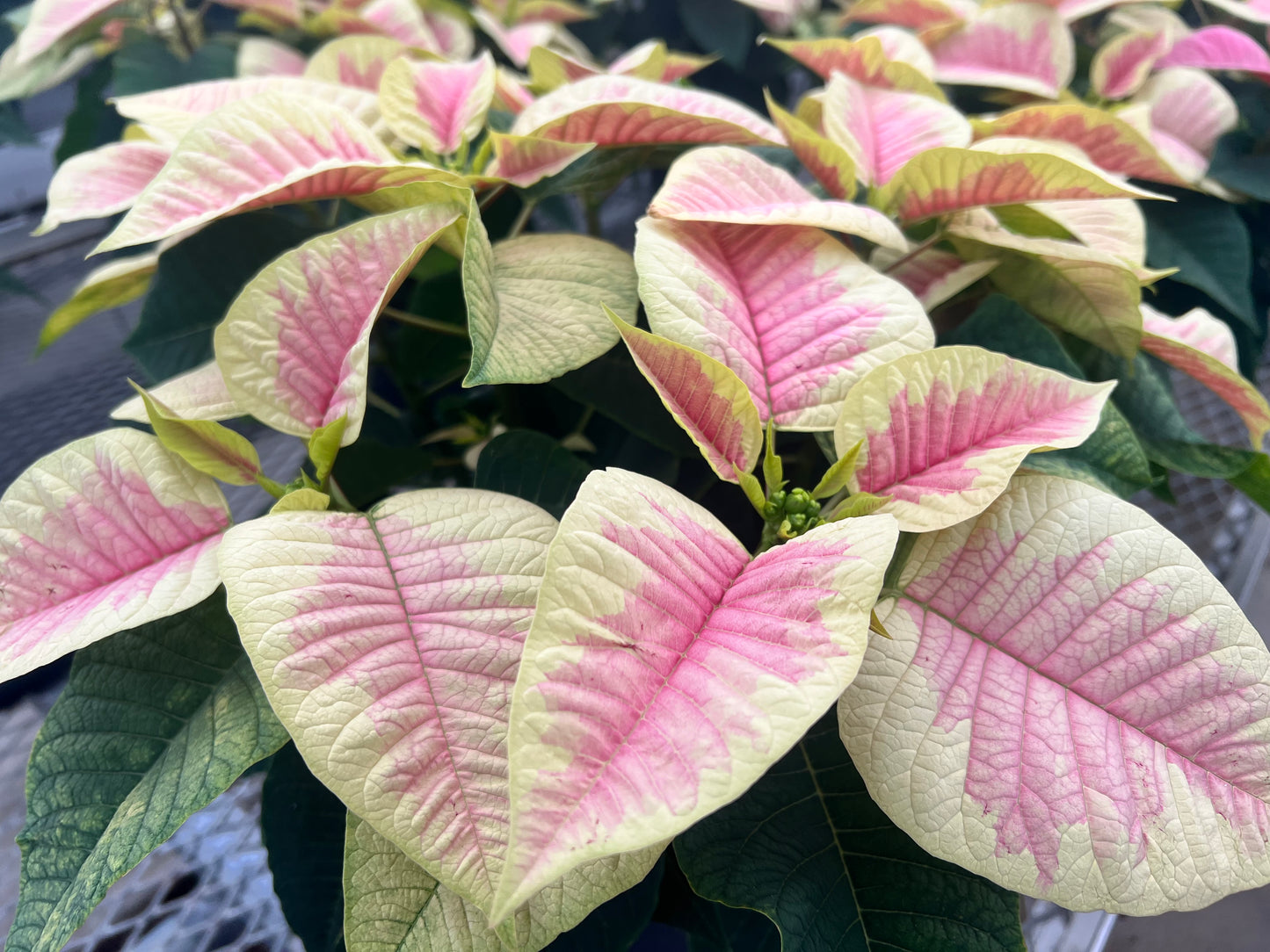 Poinsettia 4” Pink variegated