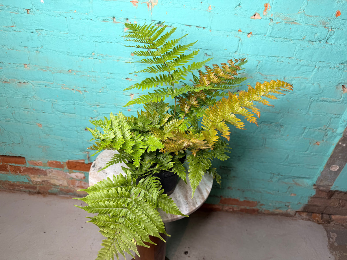 Autumn Fern 6”