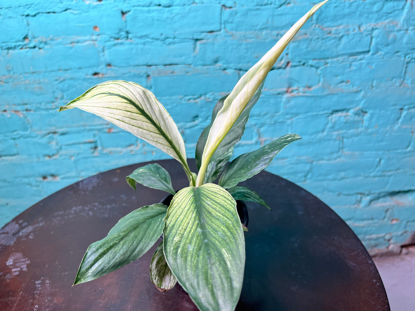 Spathiphyllum Sensation Mint 4”