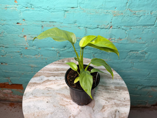 Rhaphidophora Tetrasperma ‘Mini Monstera 4”