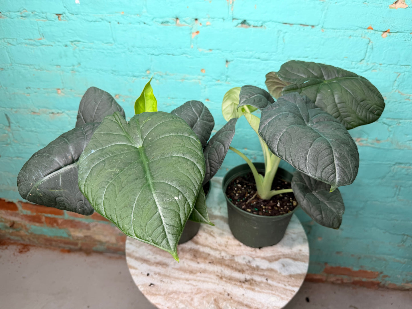 Alocasia Maharan 6” ‘Grey Dragon