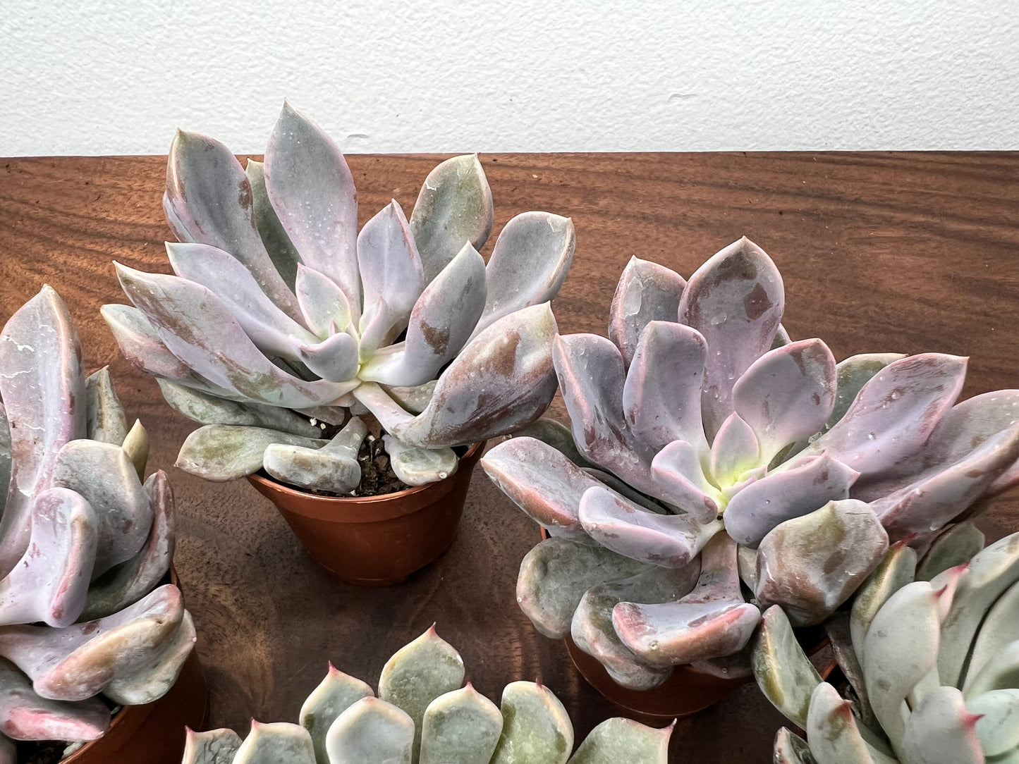 Echeveria (each)