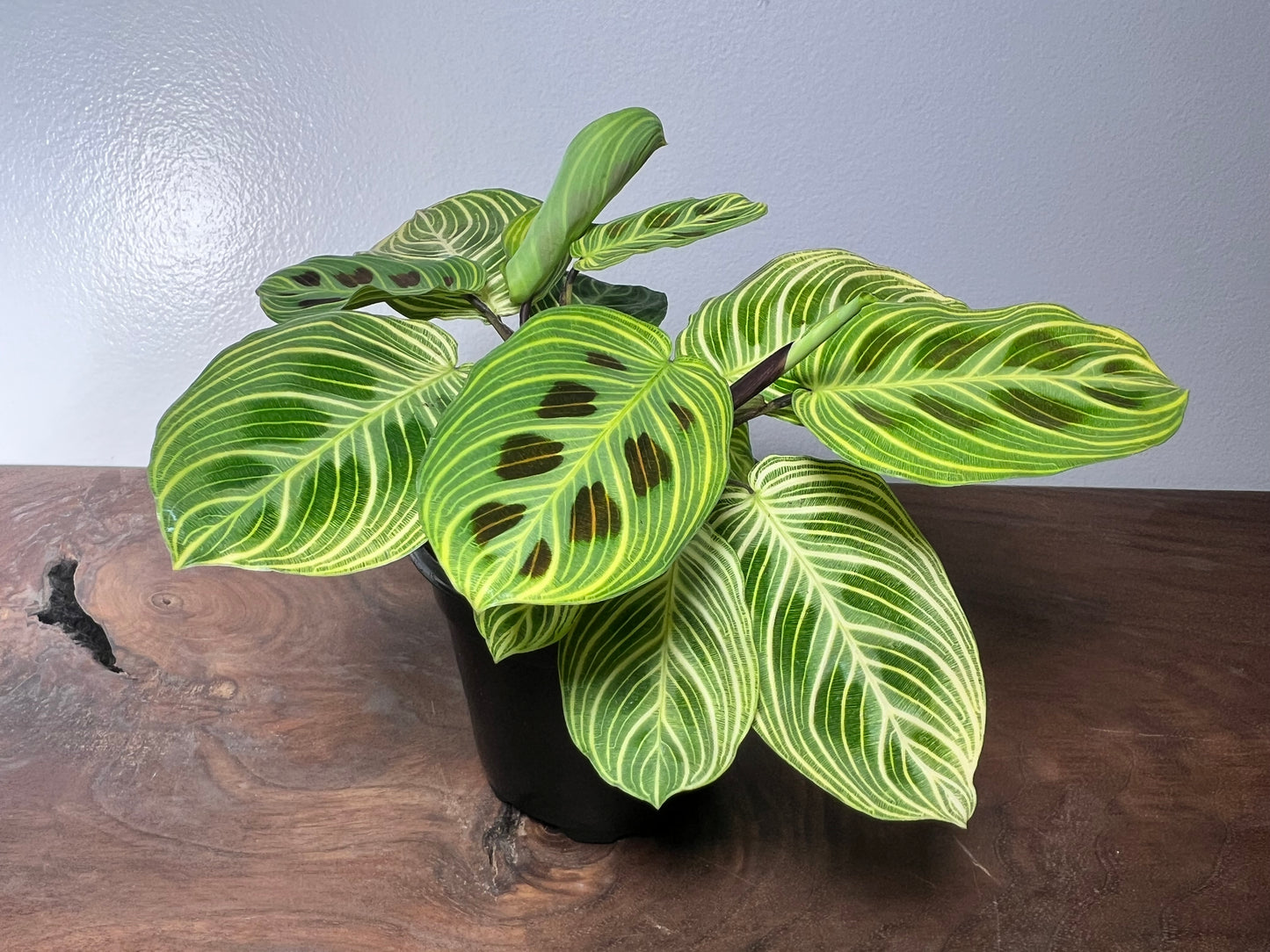 Maranta Gold Lines 4”