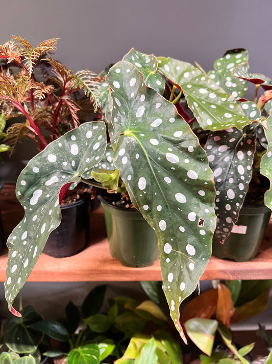 Begonia maculata- Polka Dot 5”