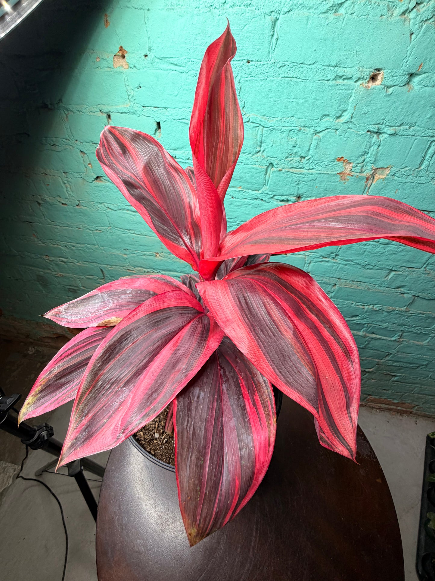 Cordyline Pink Diamond TI 8”