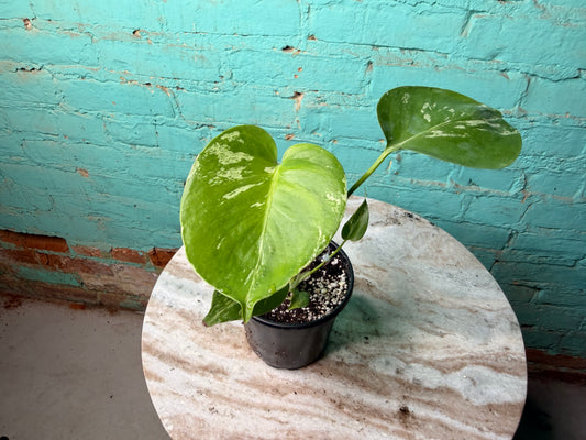 Monstera Bulbasaur (Non Tissue) 4”