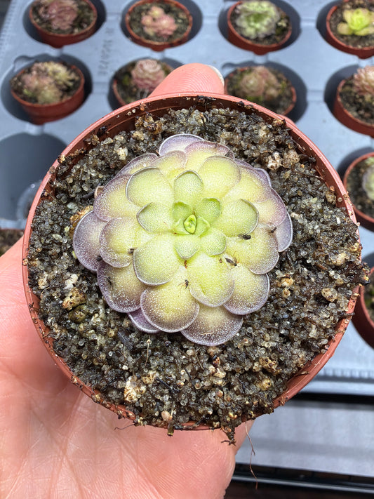 Pinguicula cyclosecta 1.5”