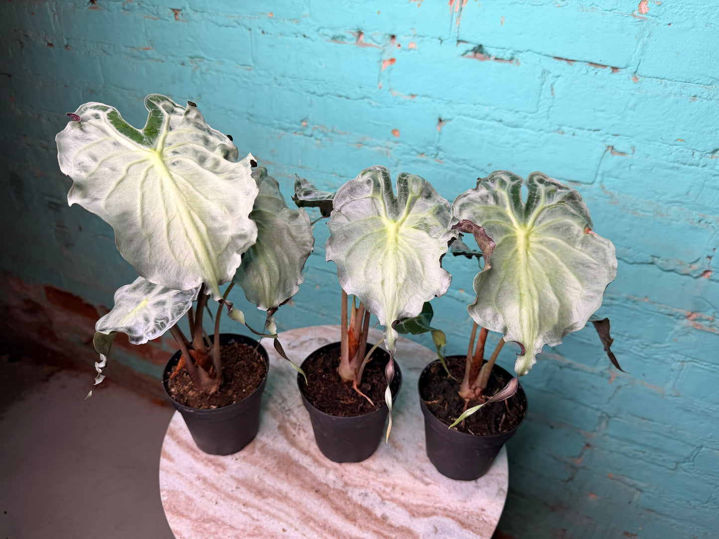 Alocasia Venom 4” (Non-TC)