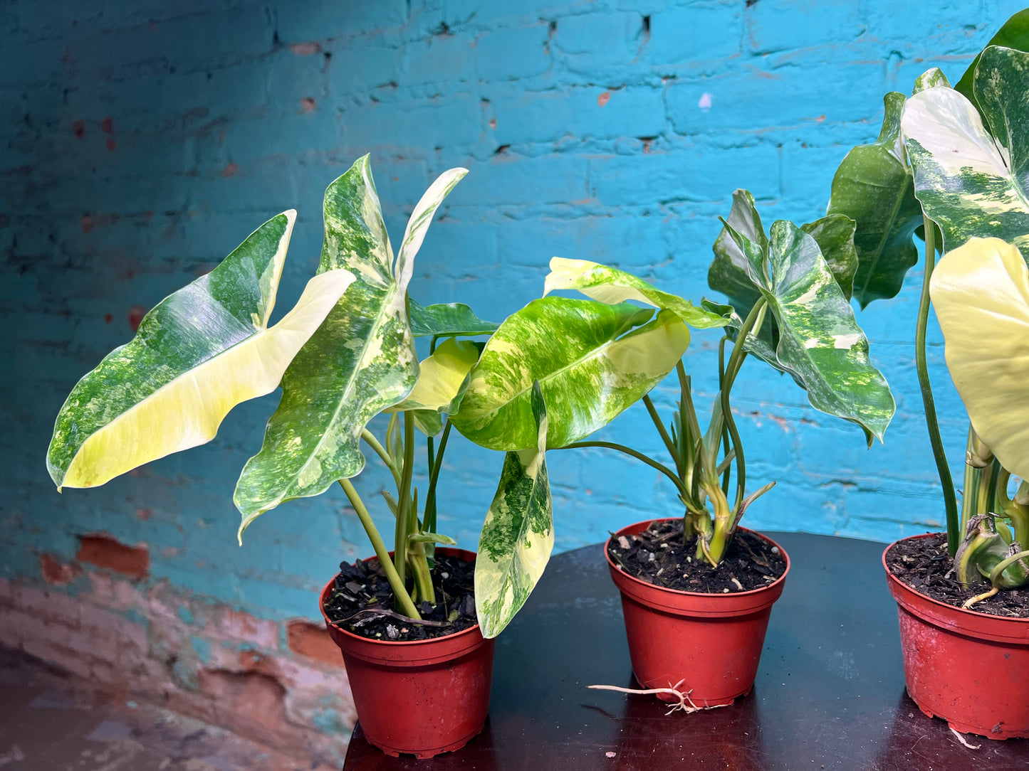 Philodendron Burle Marx Variegated 4”