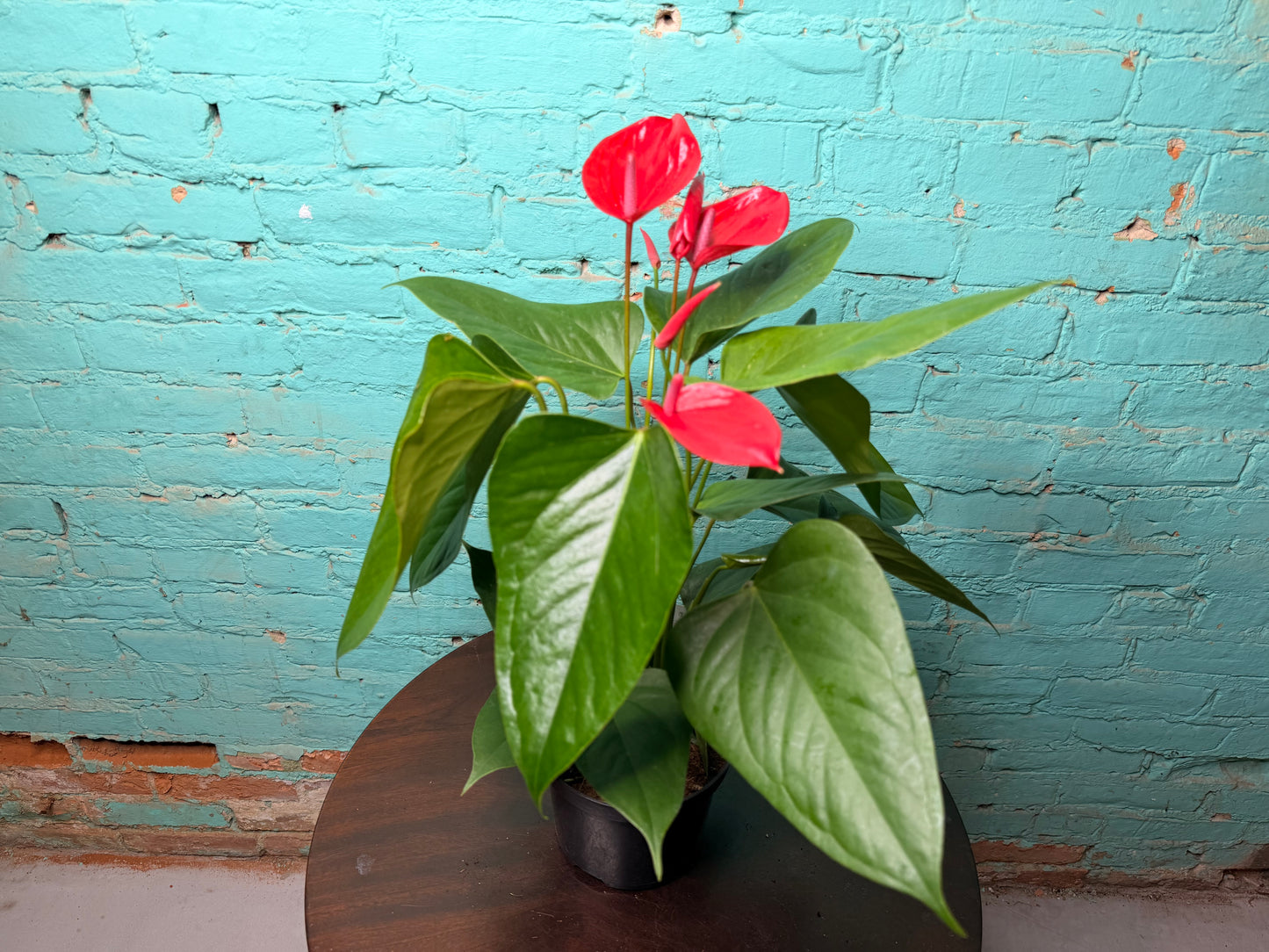 Anthurium Flamingo Flower 6” Red