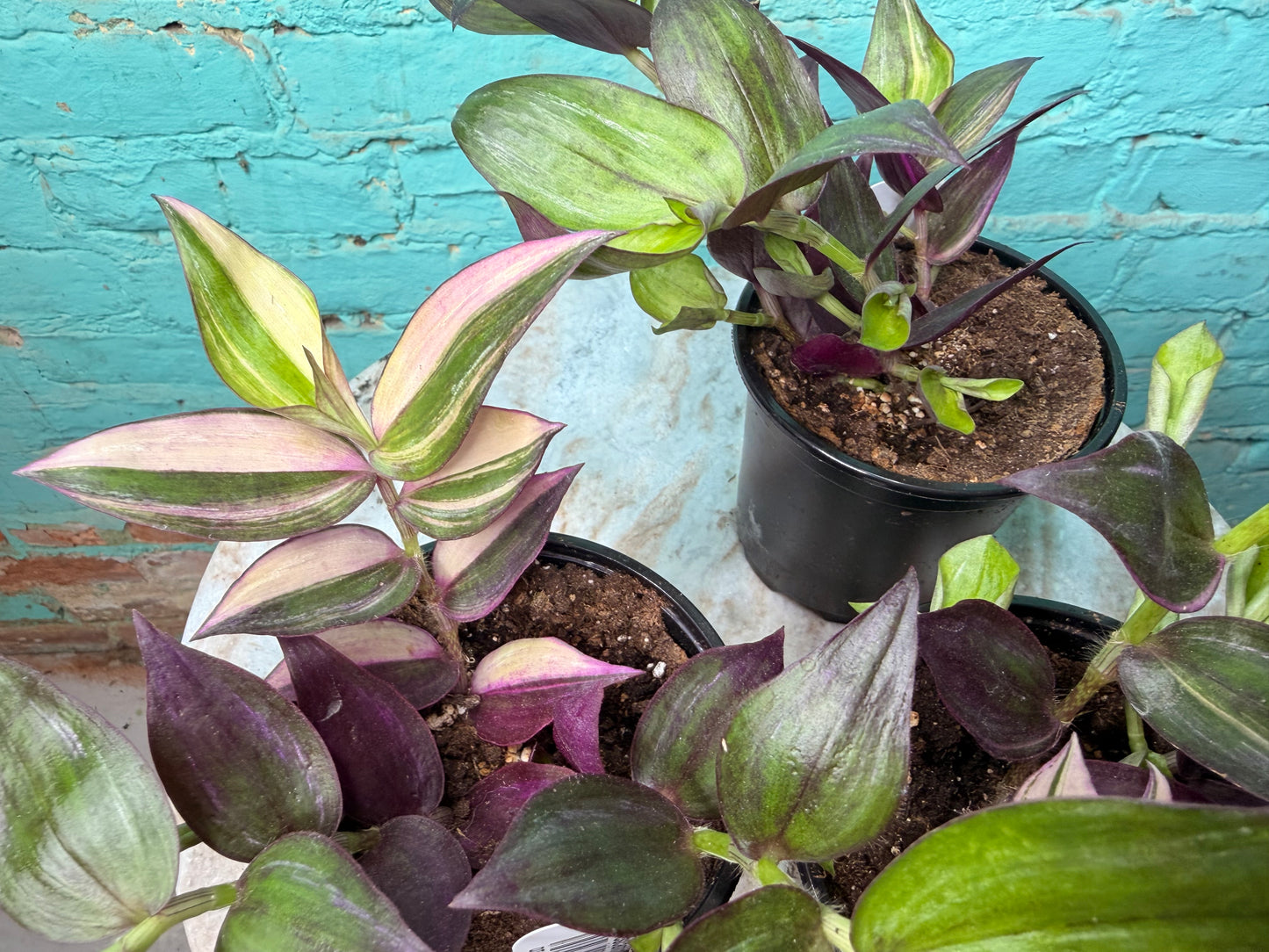 Tradescantia M Tricolor