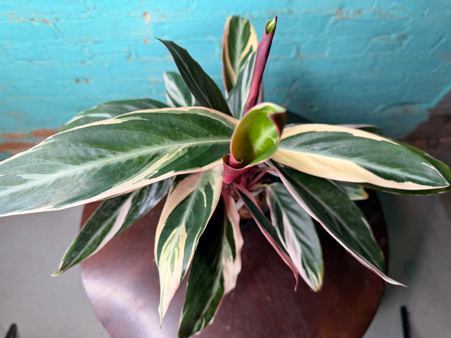 Stromanthe-Triostar 6”