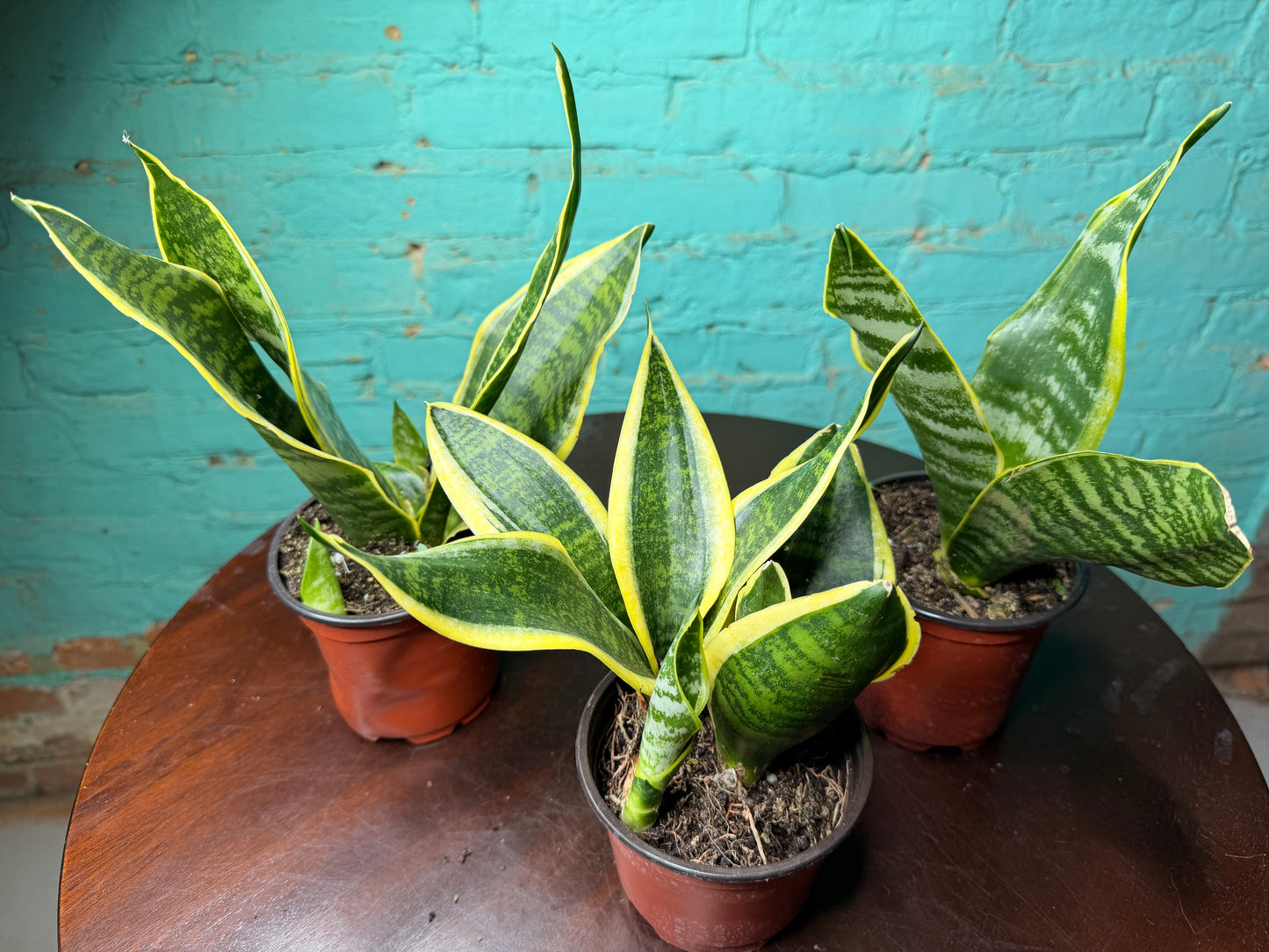 Snake Plant 4” (each)