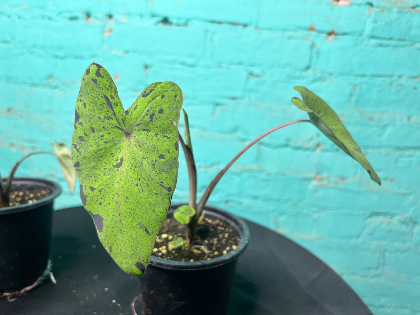 Colocasia “Mojito” 4”