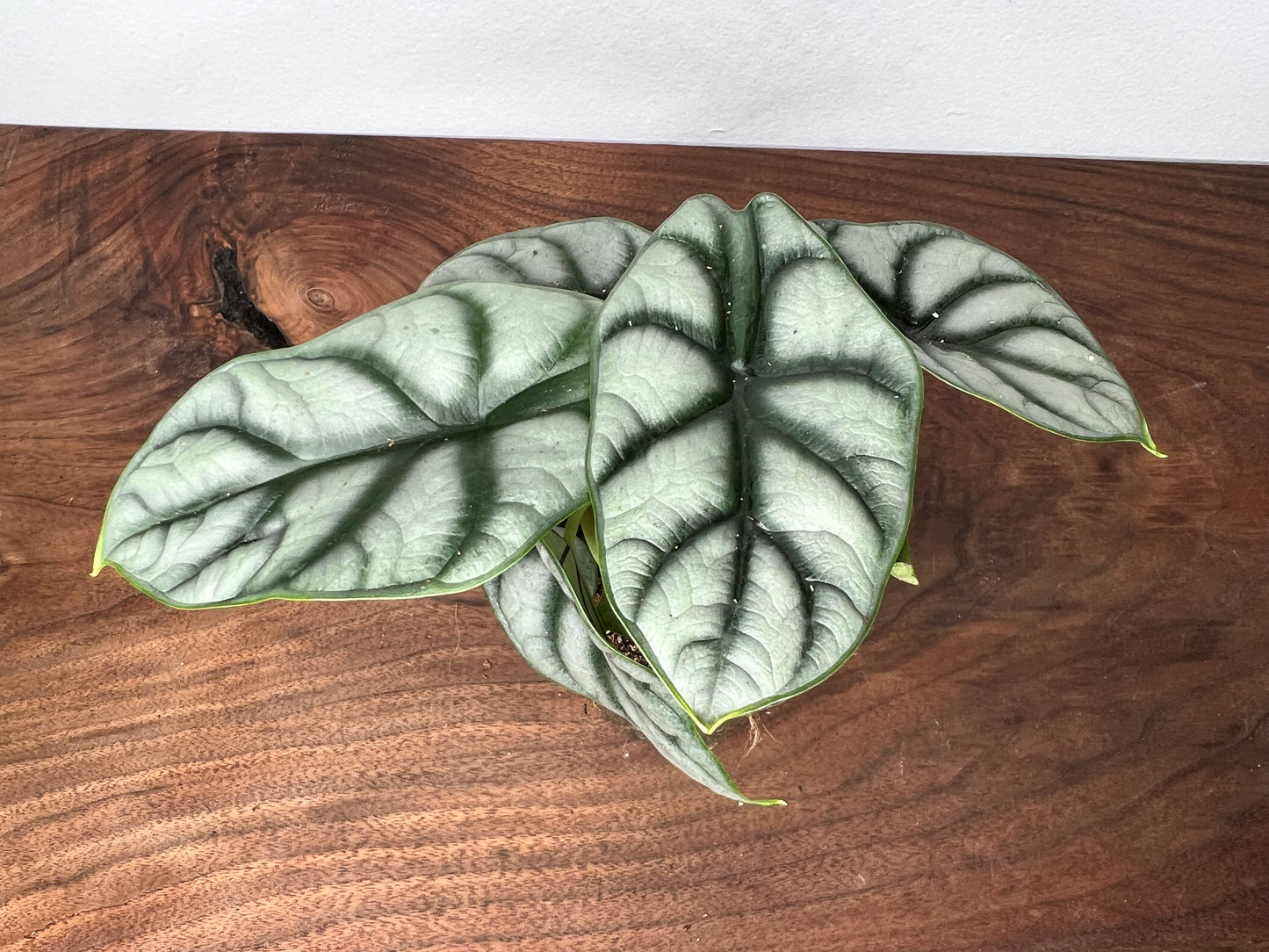 Alocasia Silver Dragon