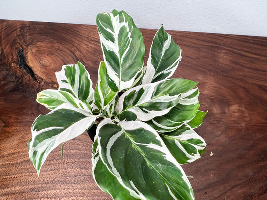Calathea White Fusion 4inch
