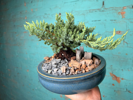 Bonsai tree 8”