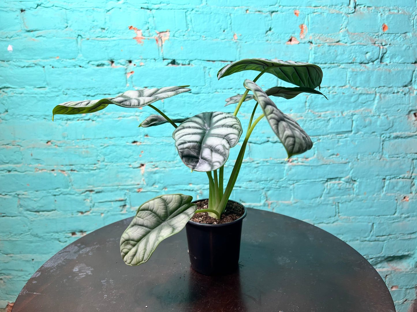 Alocasia Silver Dragon 4”