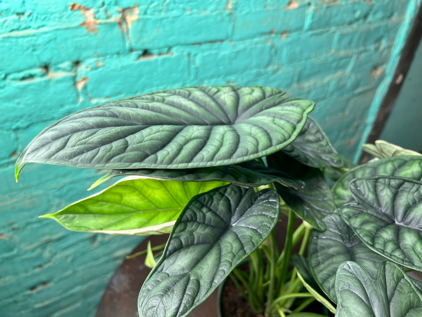 Alocasia Dragon Scale 6”