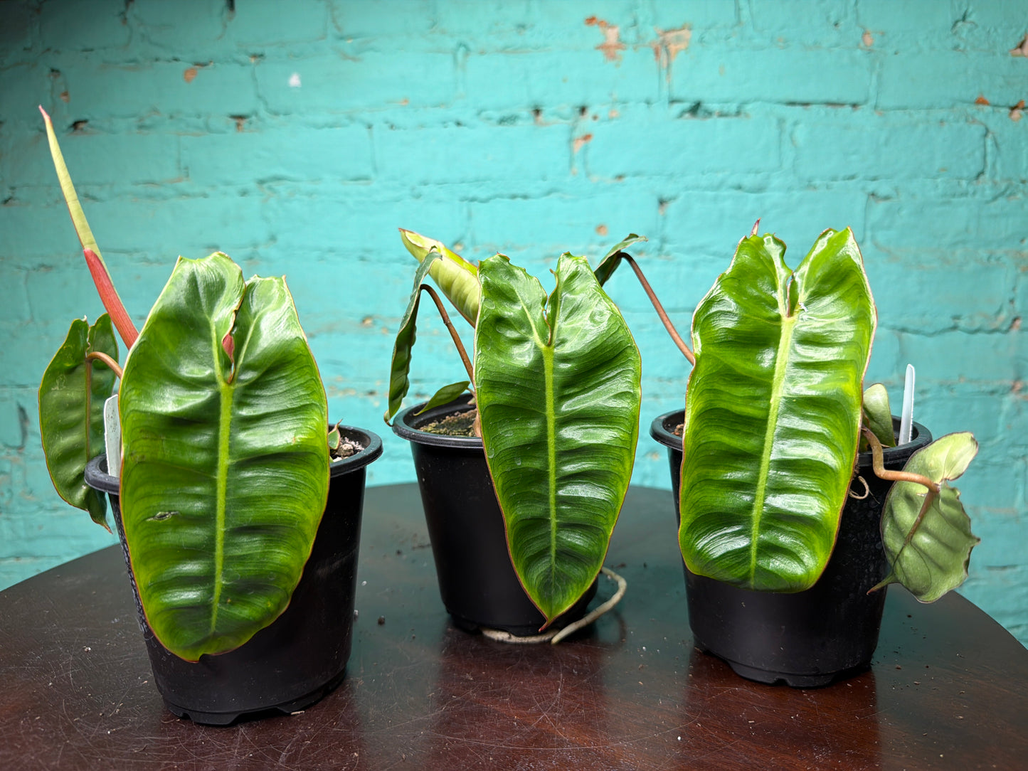 Philodendron Billietiae 4”