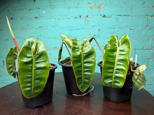 Philodendron Billietiae 4”