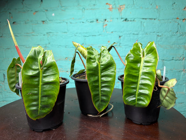 Philodendron Billietiae 4”