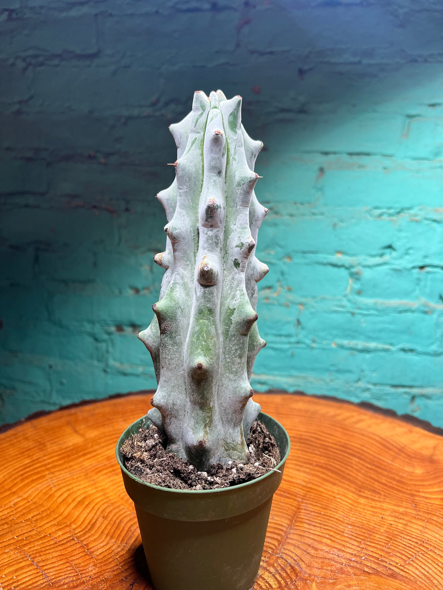 Ghost Boobie Cactus 4”