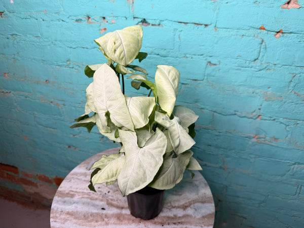 Syngonium ‘Moonshine’