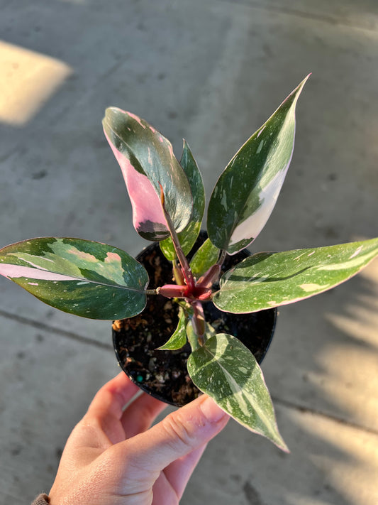 Pink Princess Philodendron-Marble