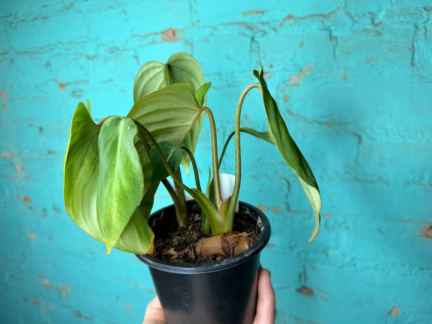 Philodendron Gloriosum 4”