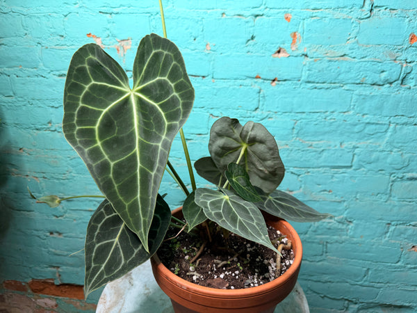 Anthurium Clarinervium 8” (Clay)