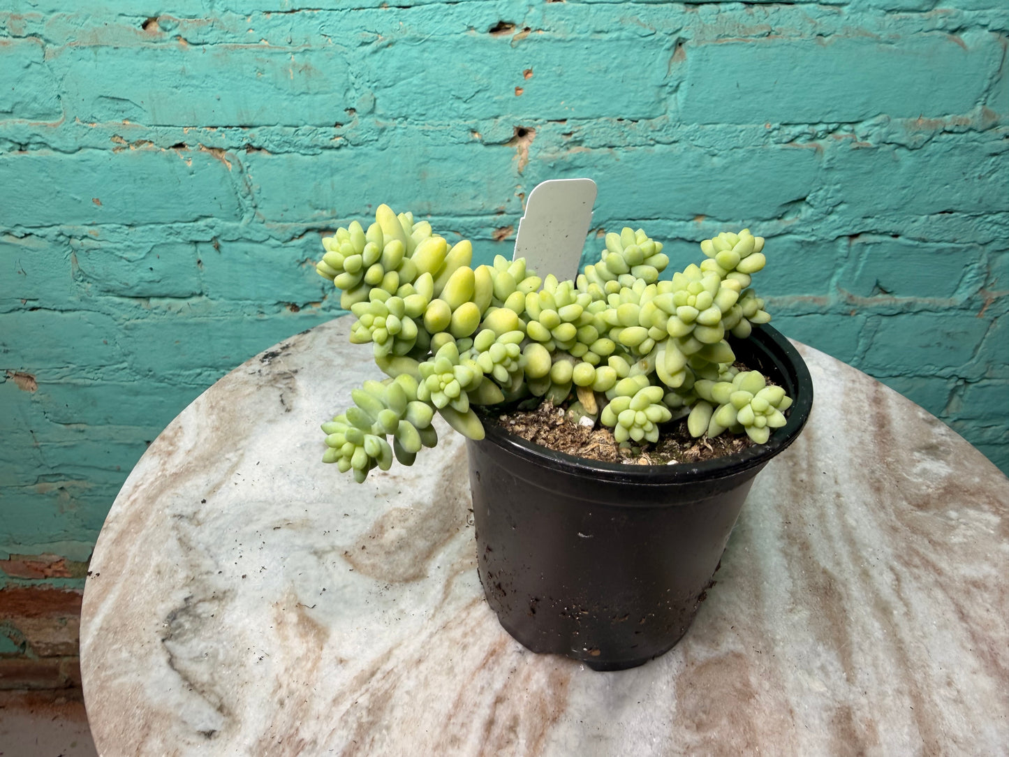 Sedum ‘Morganianum’ -Donkey Tail 4”