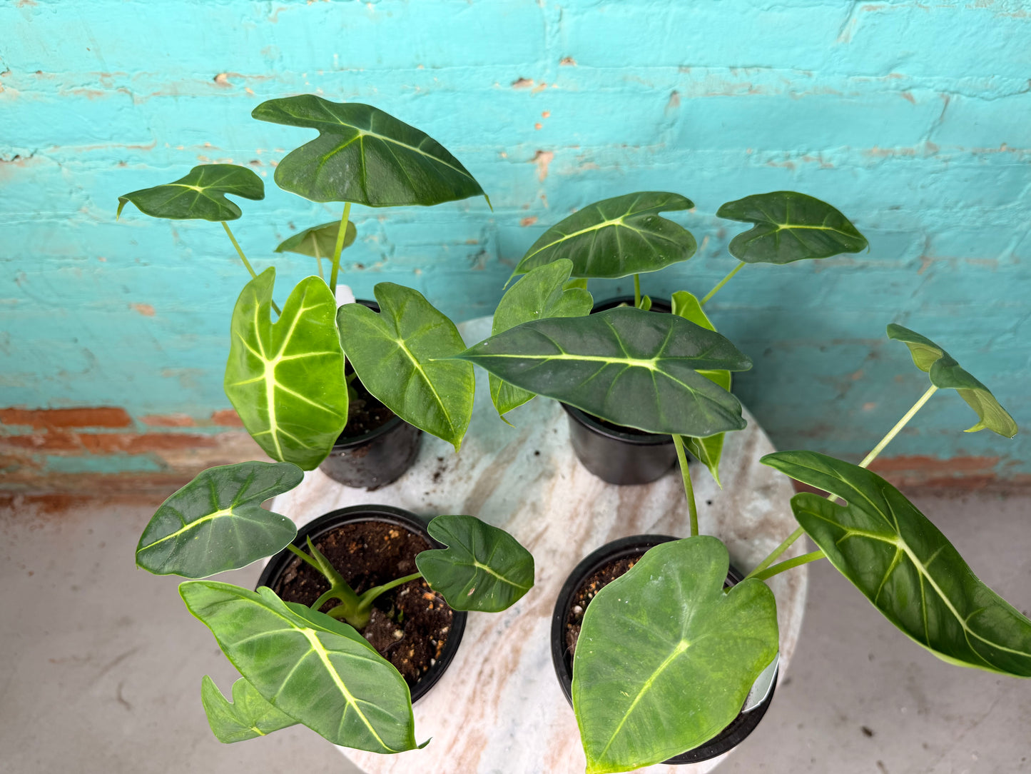 Alocasia Frydrek 4”