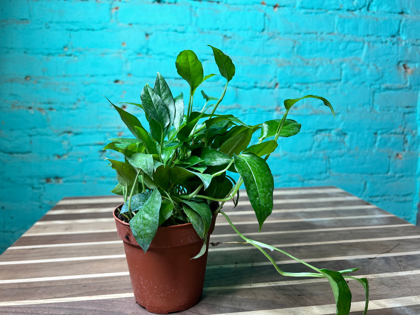 Pothos Skeleton Key