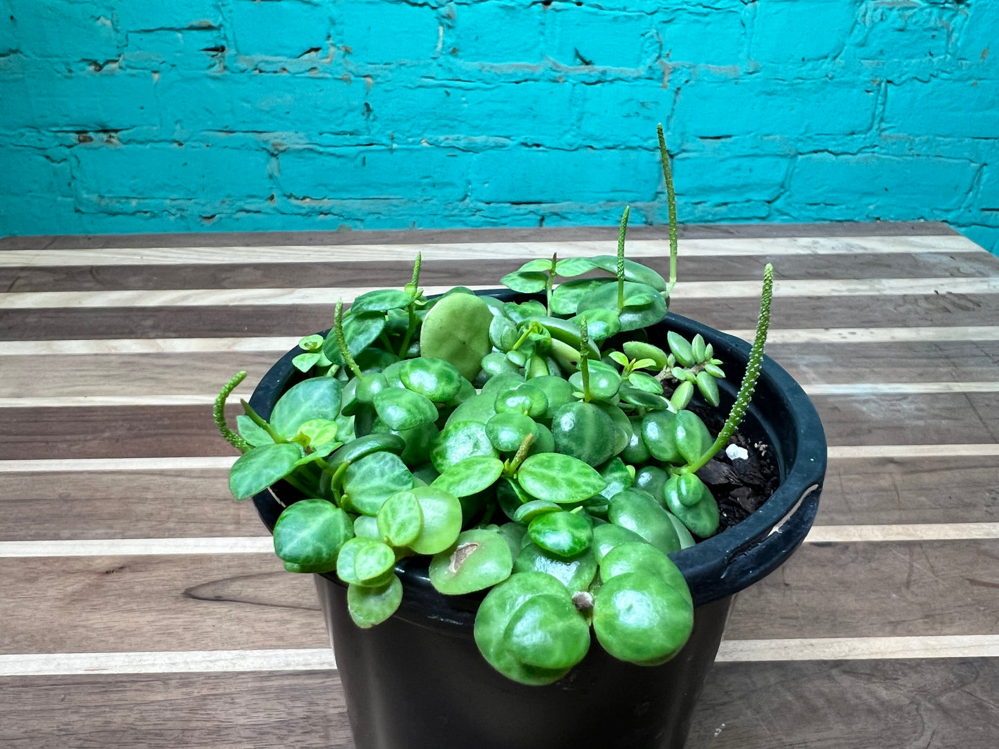 String of turtles 4”