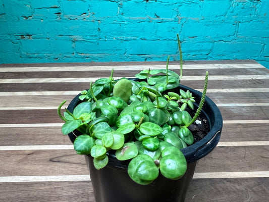 String of turtles 4”