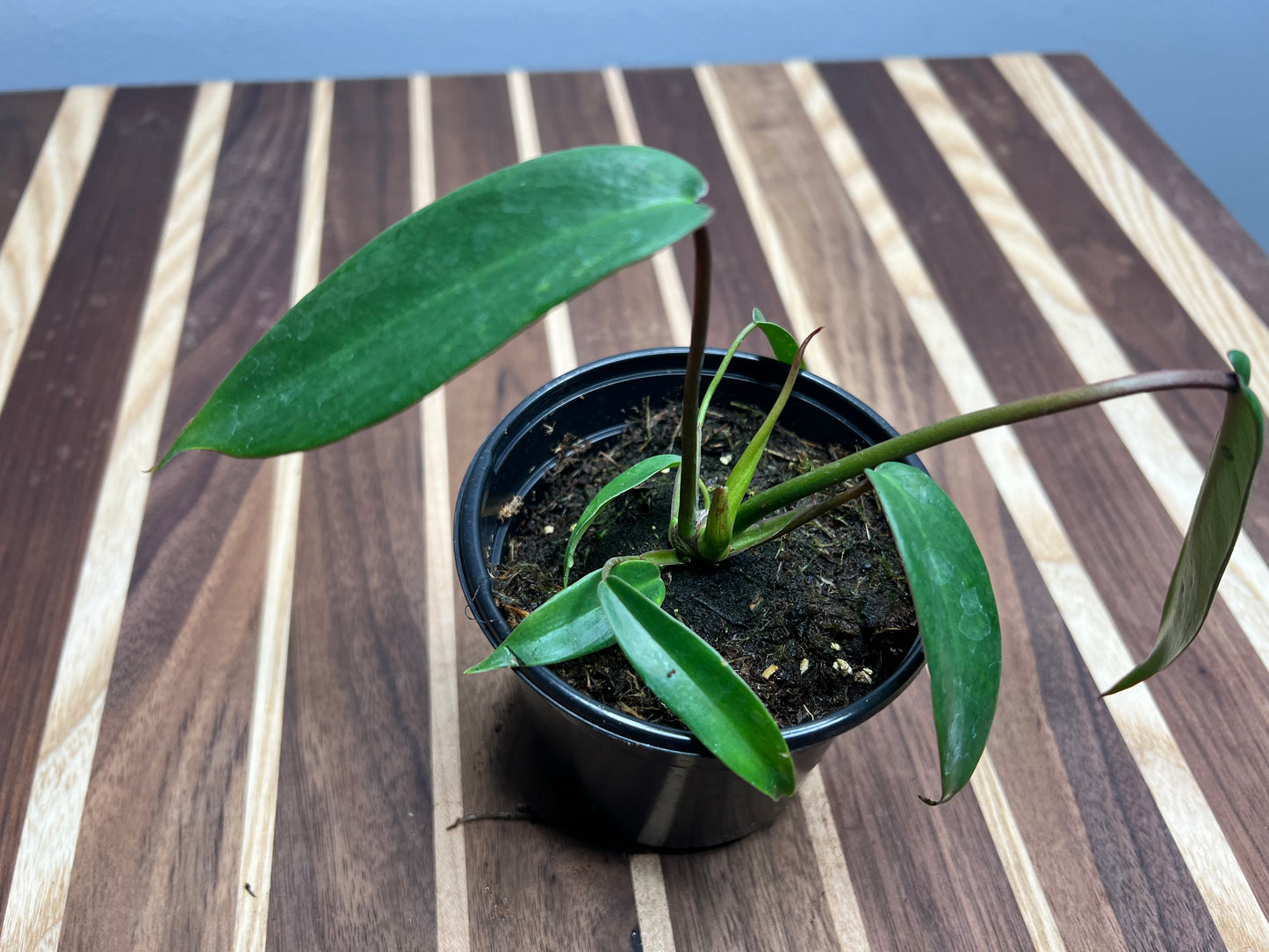 Philodendron- Joepii