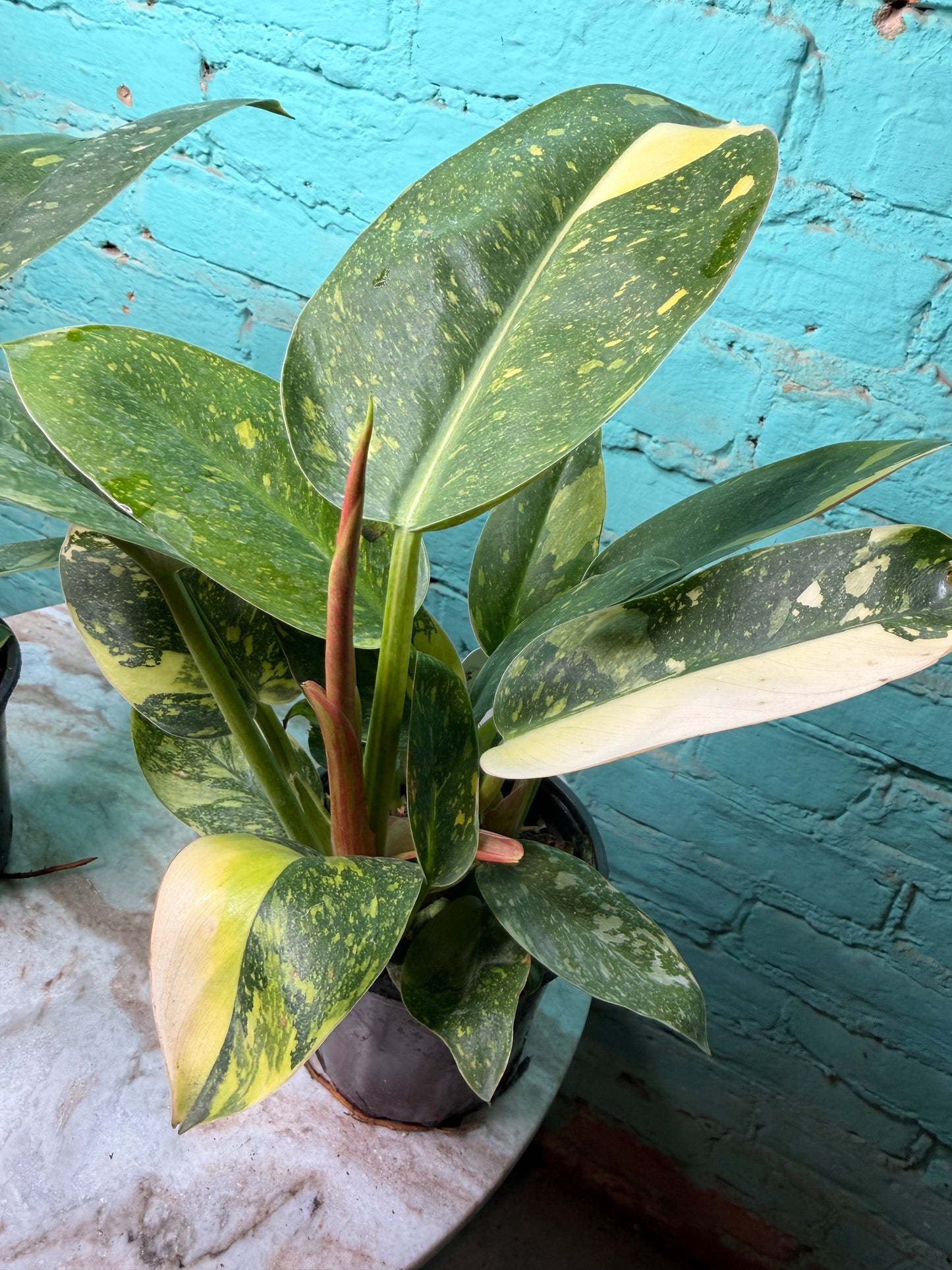 Philodendron Congo Nuclear Variegated