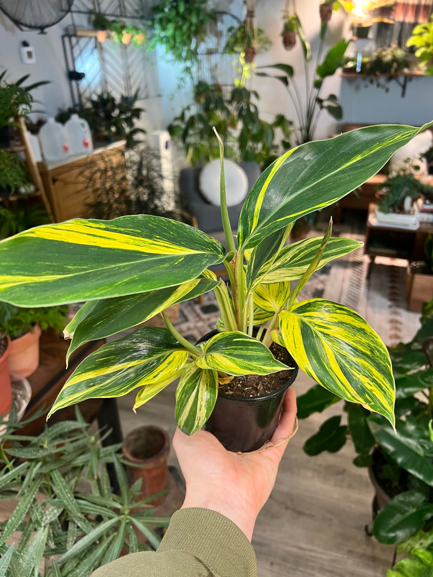 Ginger Plant- variegated 4”