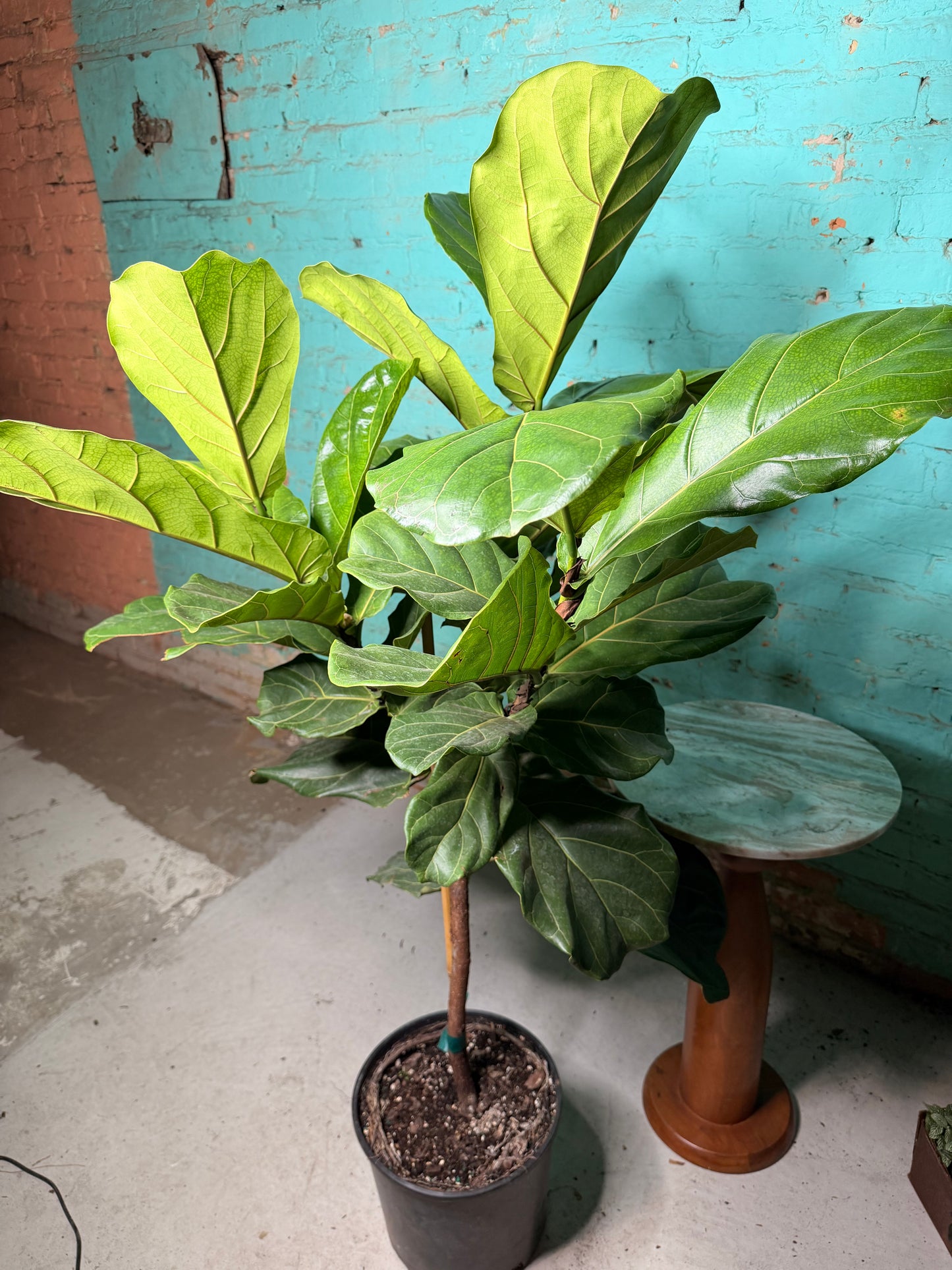 Fiddle fig 10”