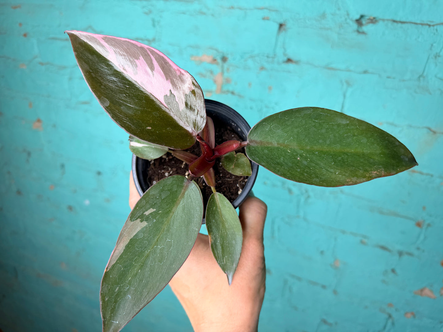 Philodendron Pink Princess  4”