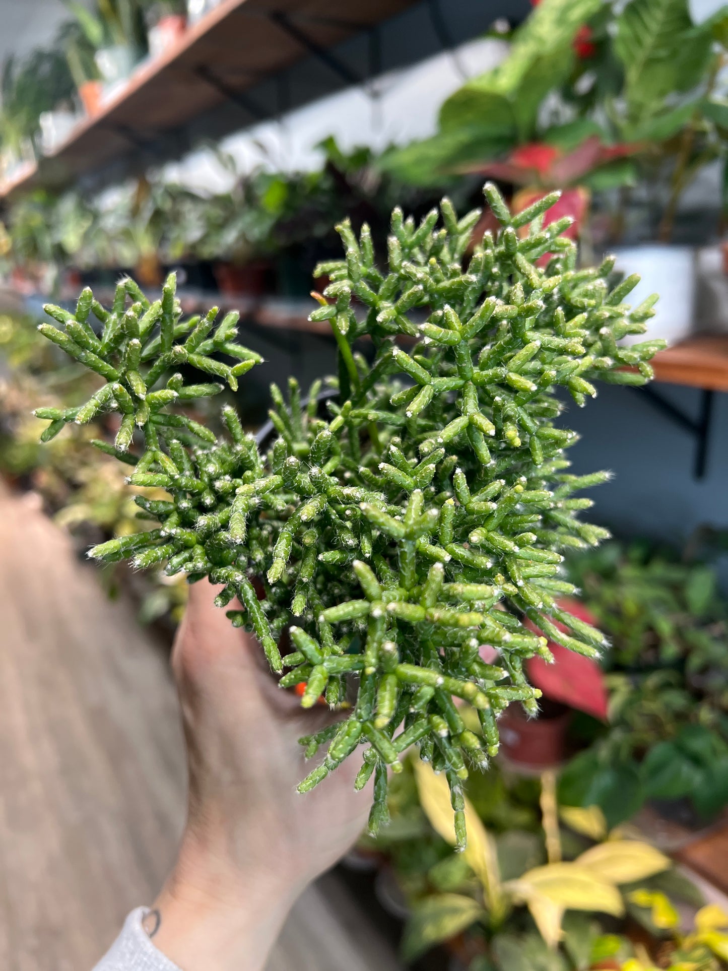 Rhipsalis (Mistletoe Cactus) 4”