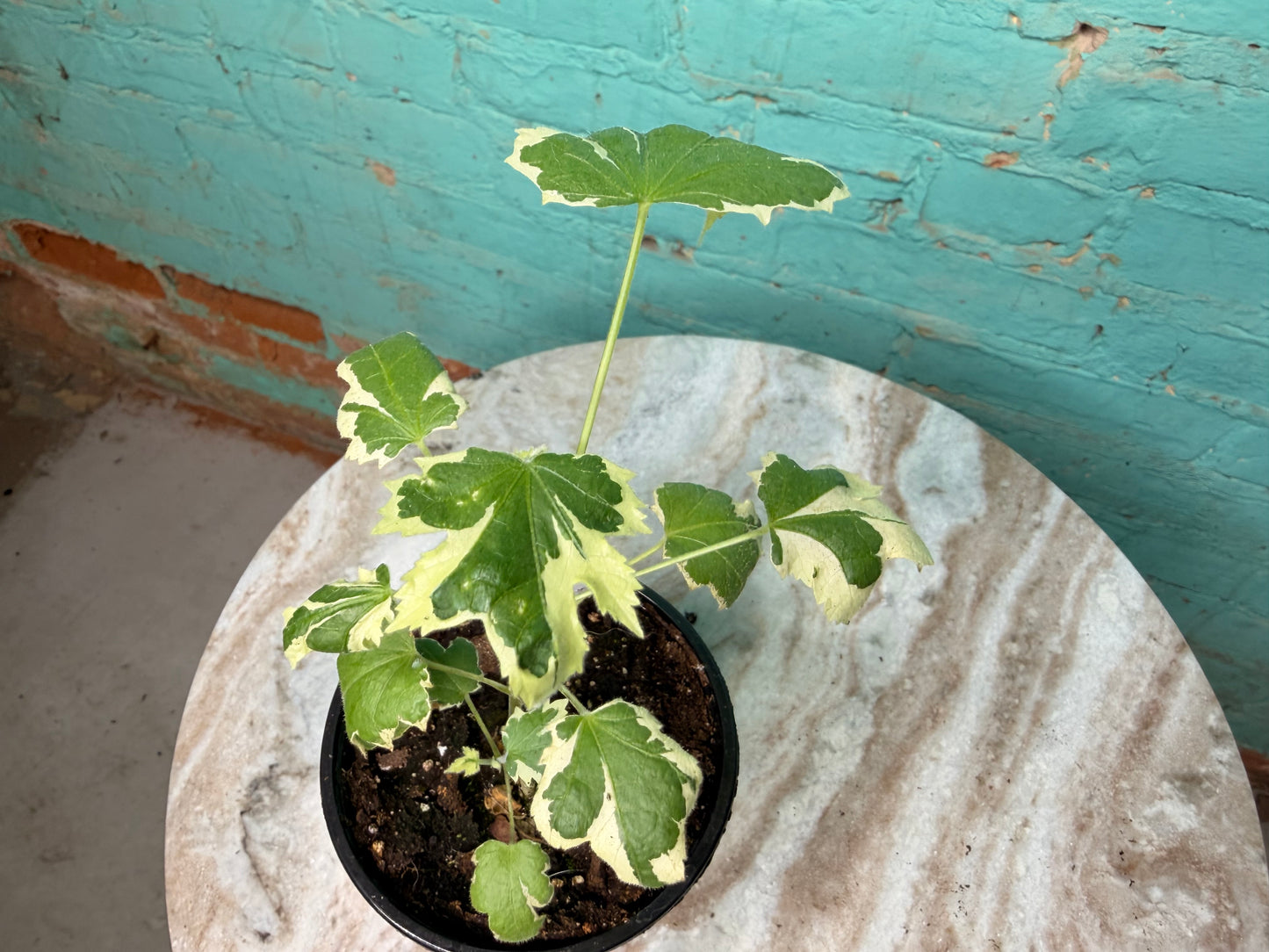 Abutilon Savitzii 4” ‘Variegated Flowering Maple’