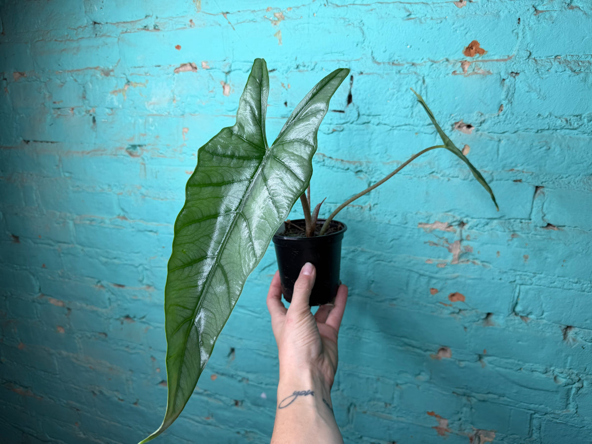 Alocasia Dragon’s Breath 4”