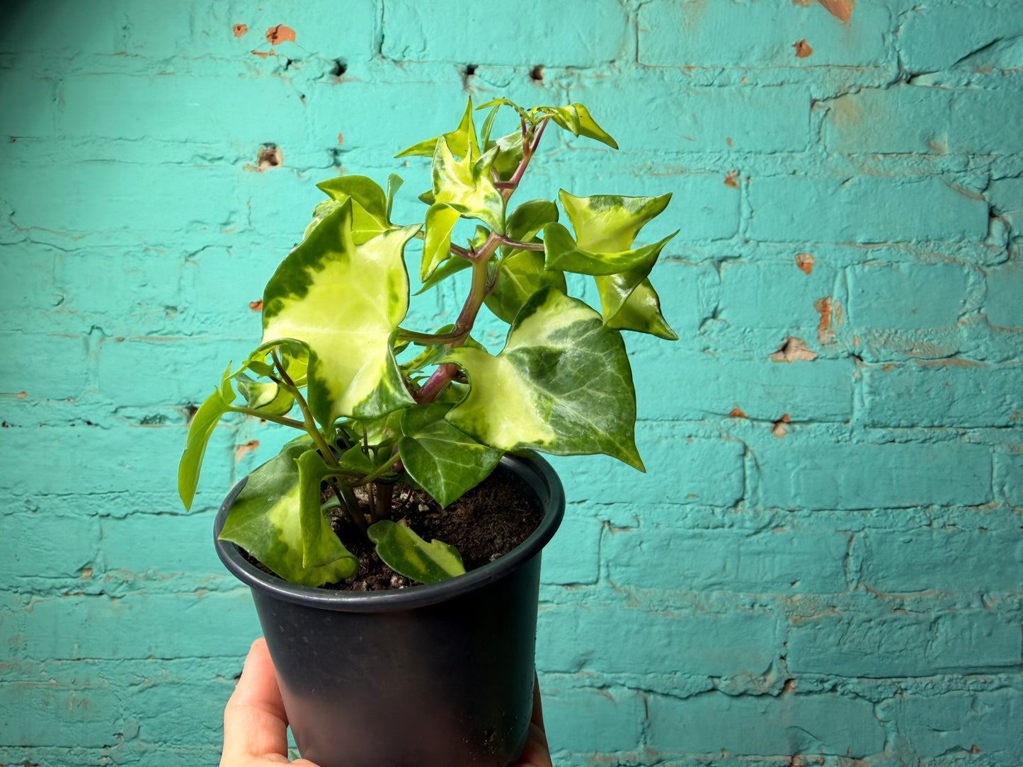 Wax Ivy 4”