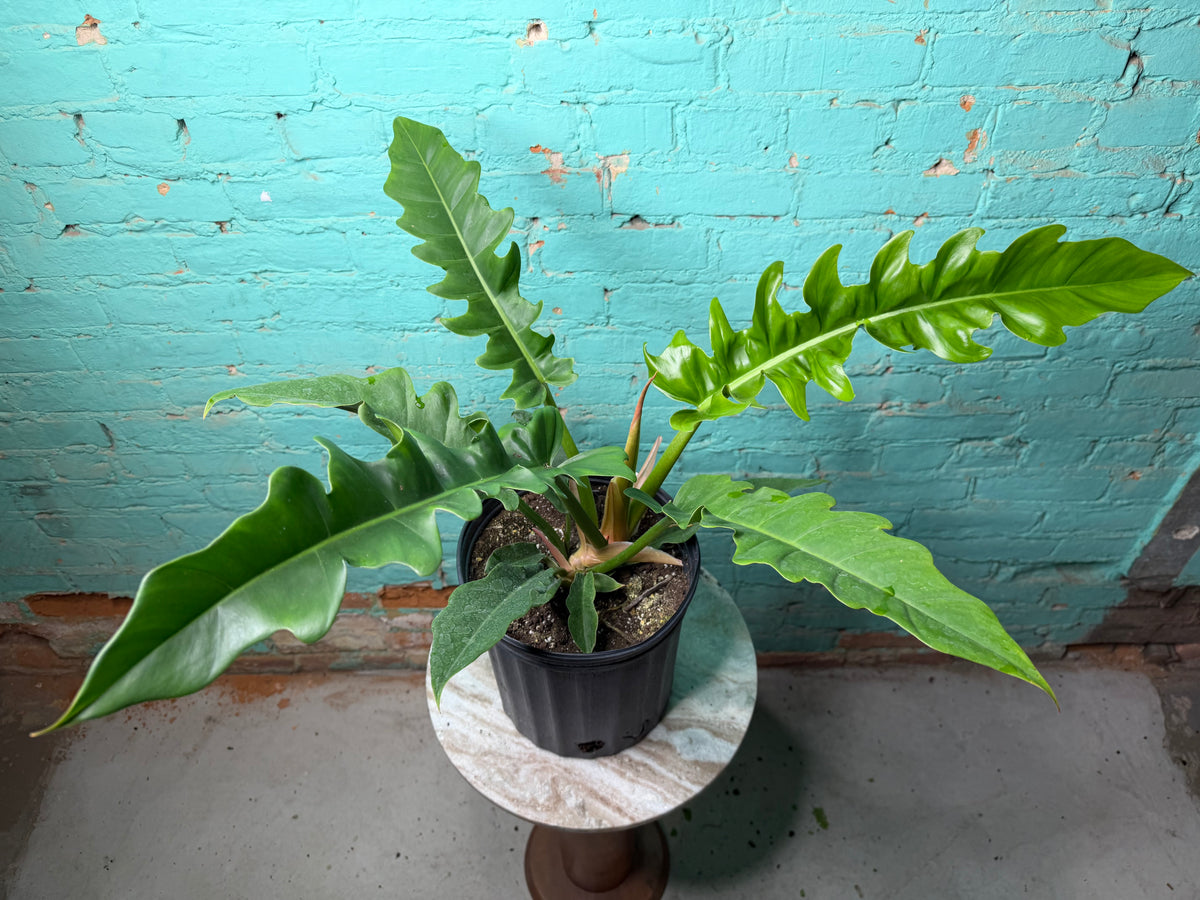 Philodendron Narrow 8”